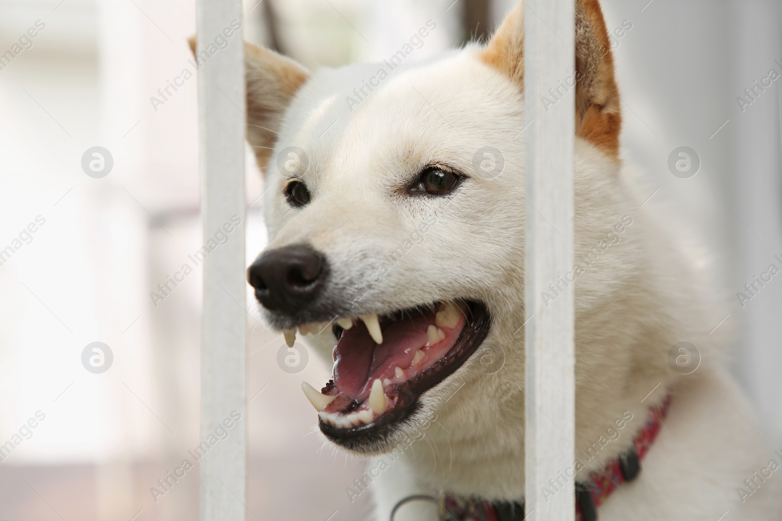 Photo of Shiba Inu dog near metal fence outdoors, closeup