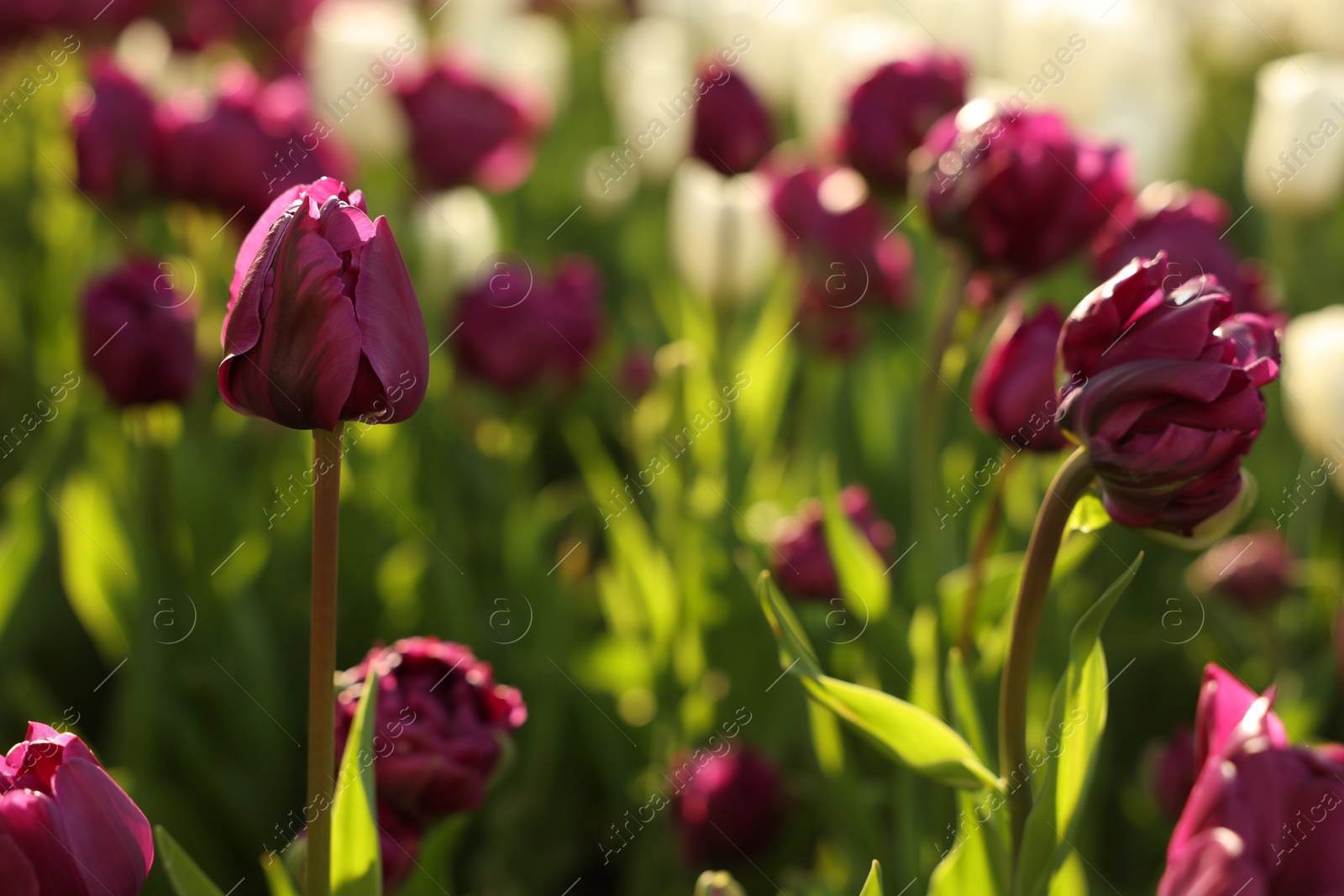 Photo of Beautiful colorful tulips growing in flower bed, space for text