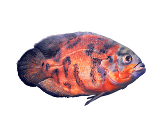 Beautiful bright oscar fish on white background