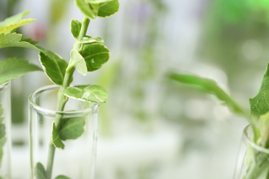 Photo of Test tube with plant in laboratory, closeup. Space for text