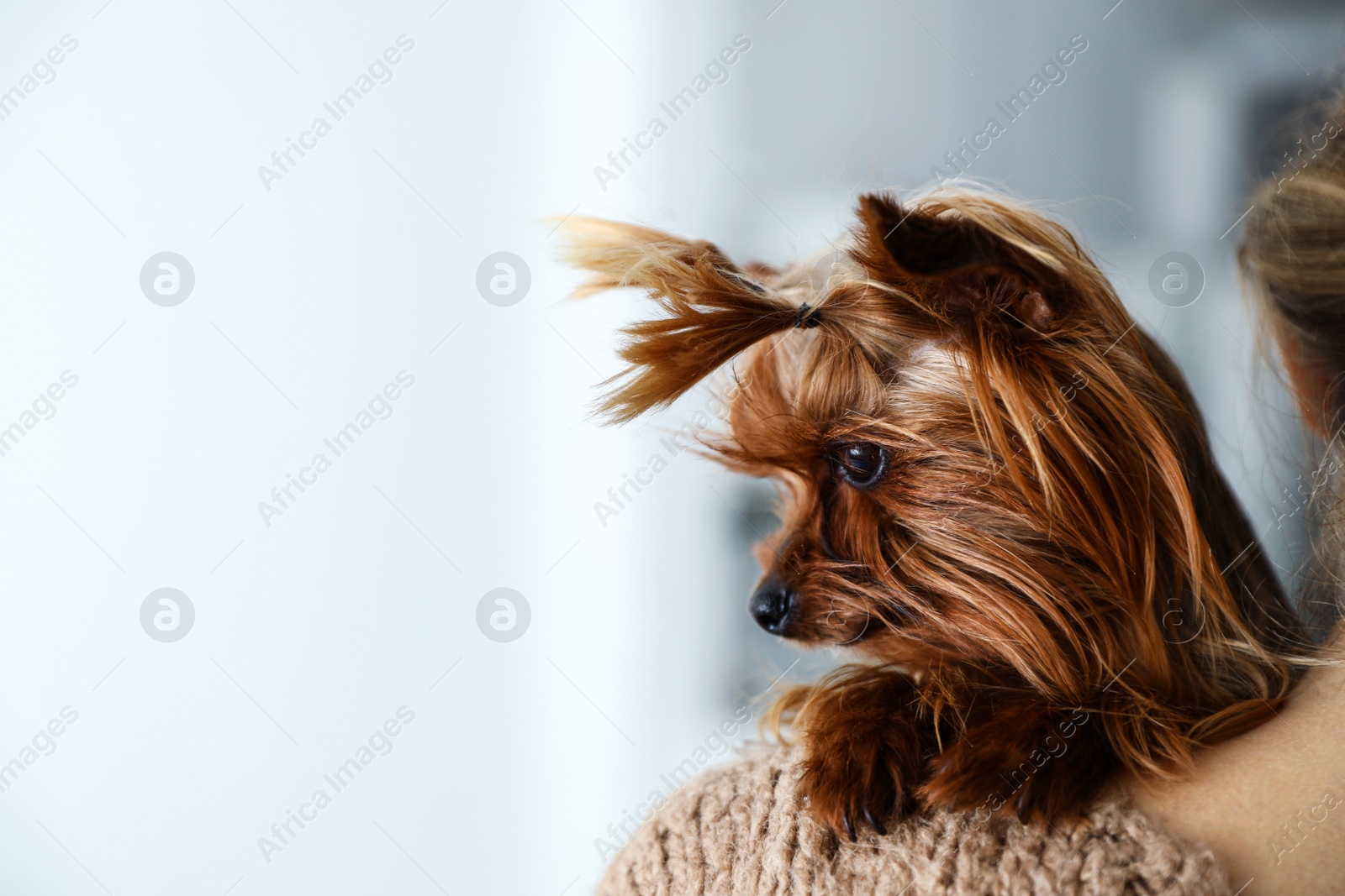 Photo of Woman holding cute Yorkshire terrier indoors, closeup. Happy dog