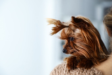 Photo of Woman holding cute Yorkshire terrier indoors, closeup. Happy dog