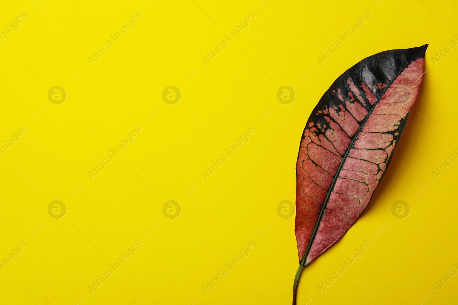 Photo of Leaf of tropical codiaeum plant on color background, top view with space for text