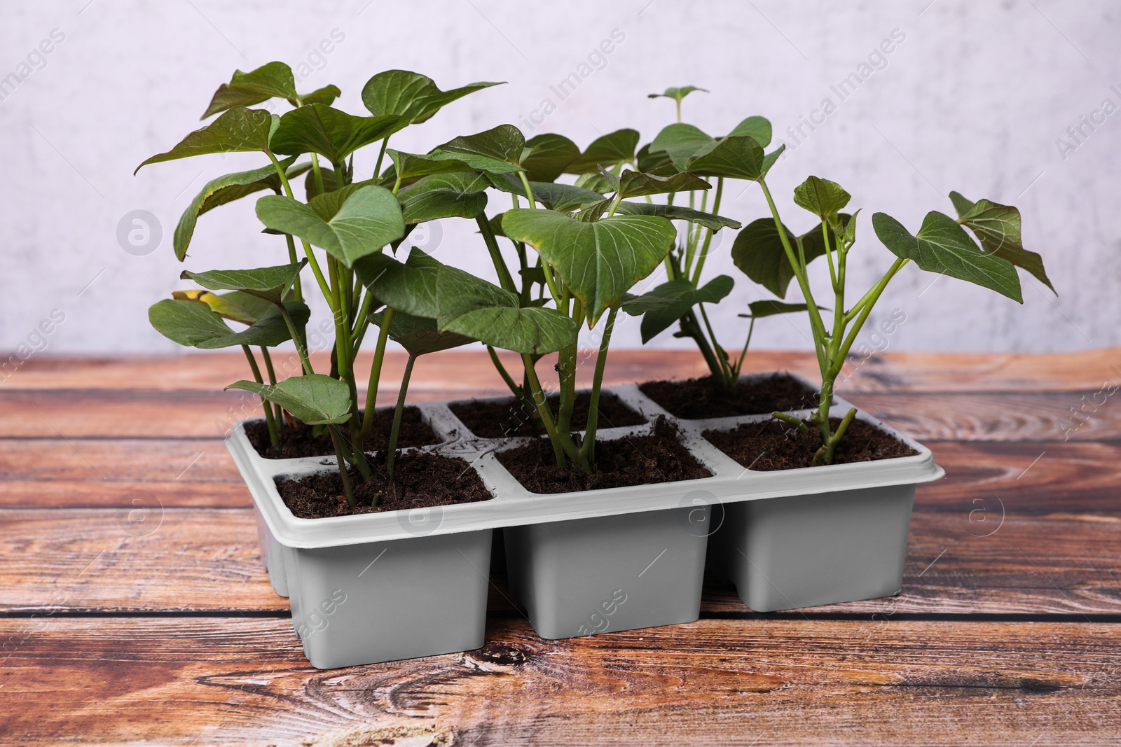 Photo of Seedlings growing in plastic container with soil on wooden table. Gardening season