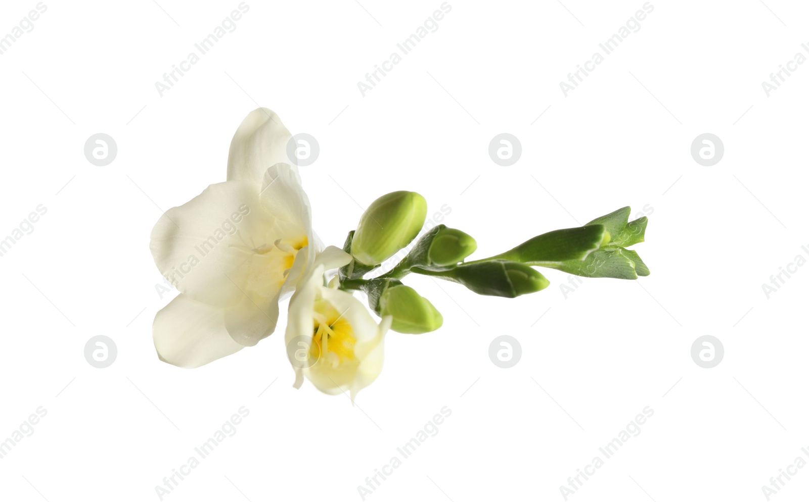 Photo of Beautiful blooming freesias isolated on white, top view