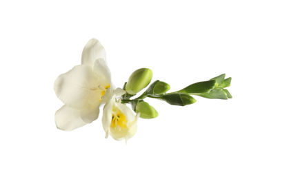 Photo of Beautiful blooming freesias isolated on white, top view