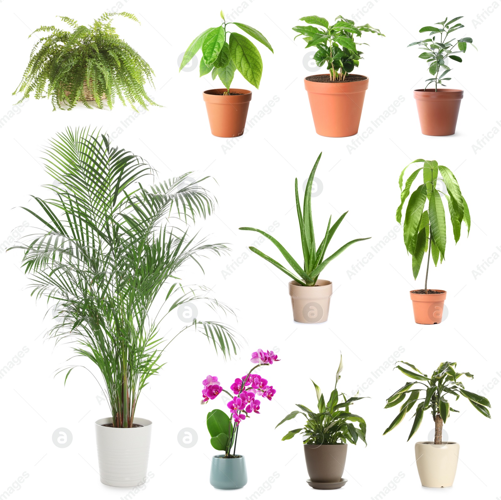 Image of Set of different houseplants in flower pots on white background