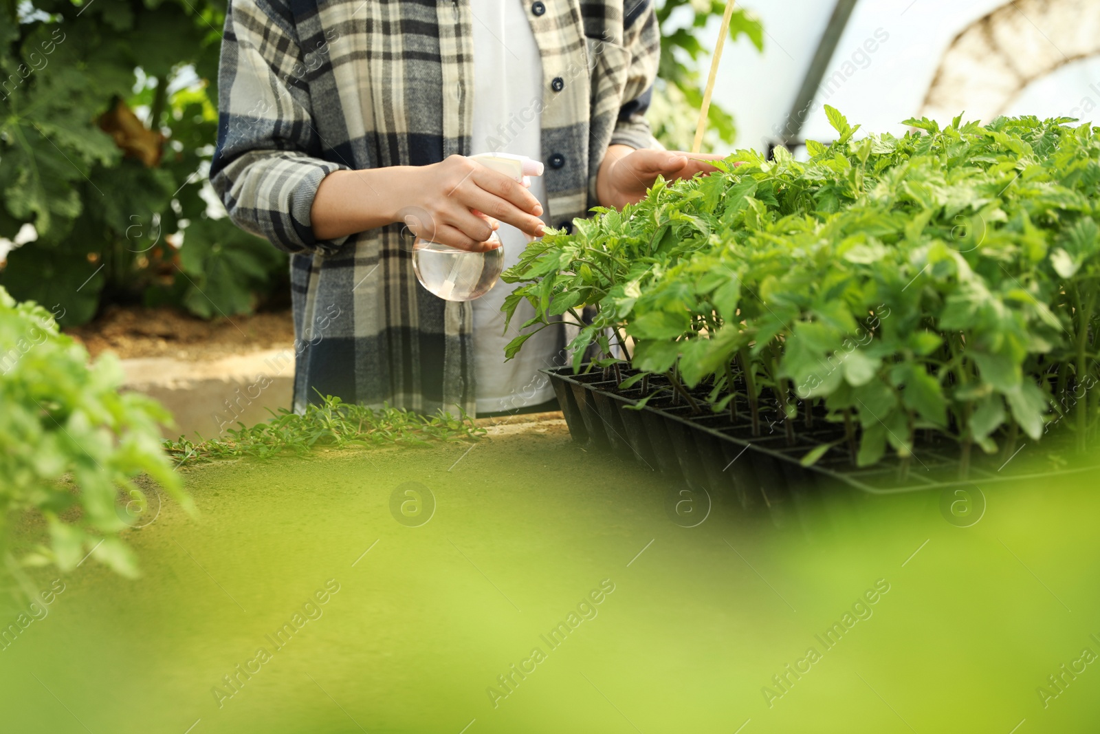 Photo of Woman spraying tomato seedlings with water in greenhouse, closeup