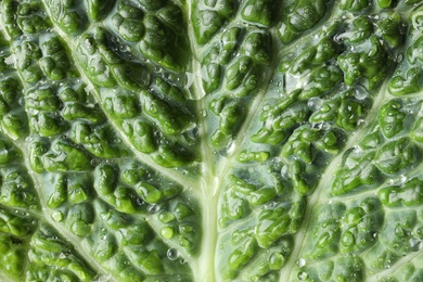 Green leaf of fresh savoy cabbage as background, closeup