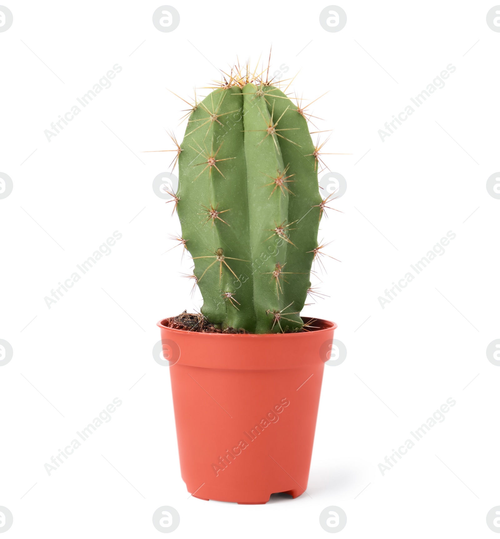 Photo of Beautiful green cactus in pot isolated on white. Tropical plant