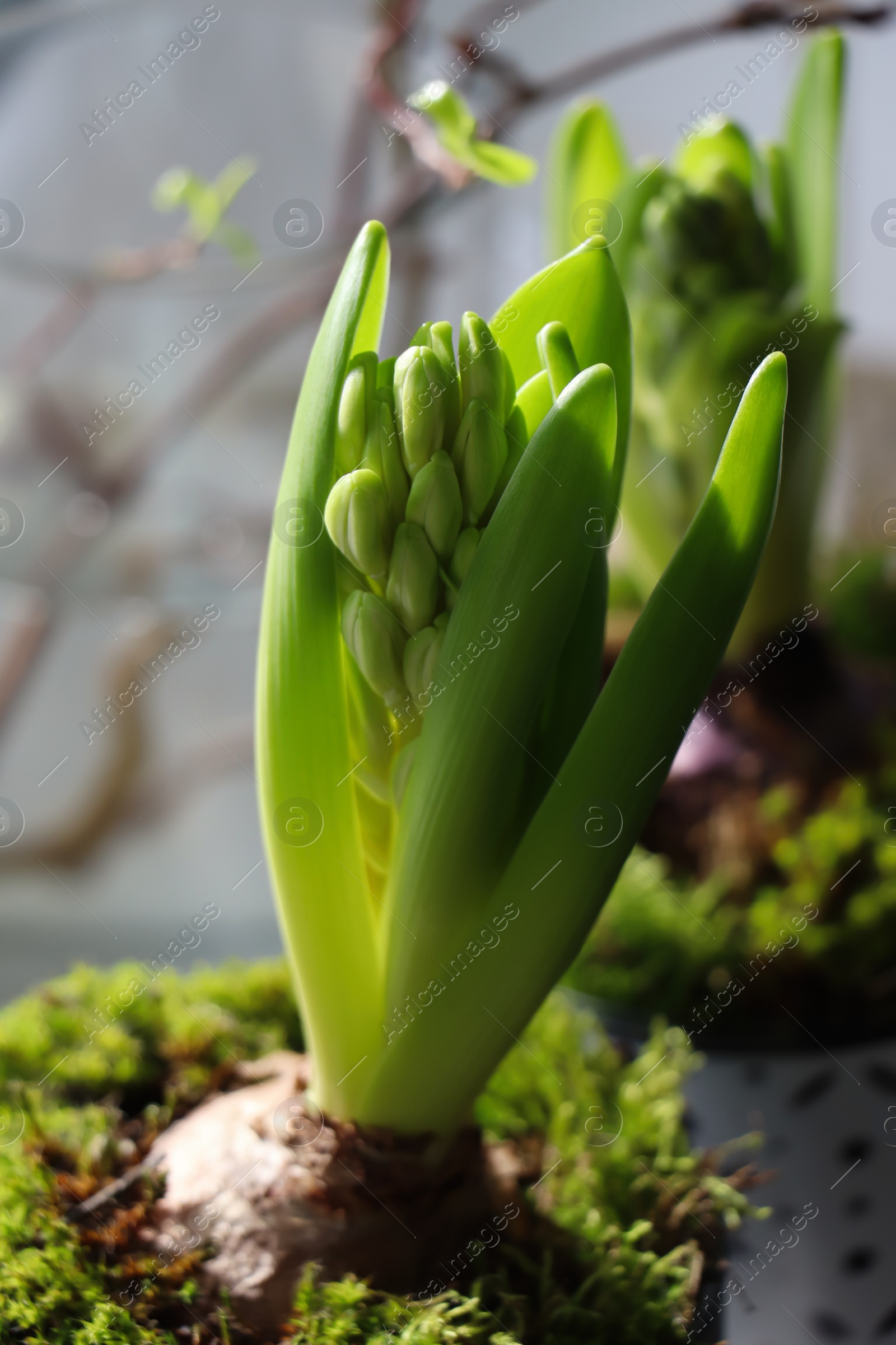 Photo of Potted hyacinth on blurred background, closeup. First spring flower