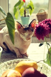 Photo of Beautiful Sphynx cat on table at home. Lovely pet