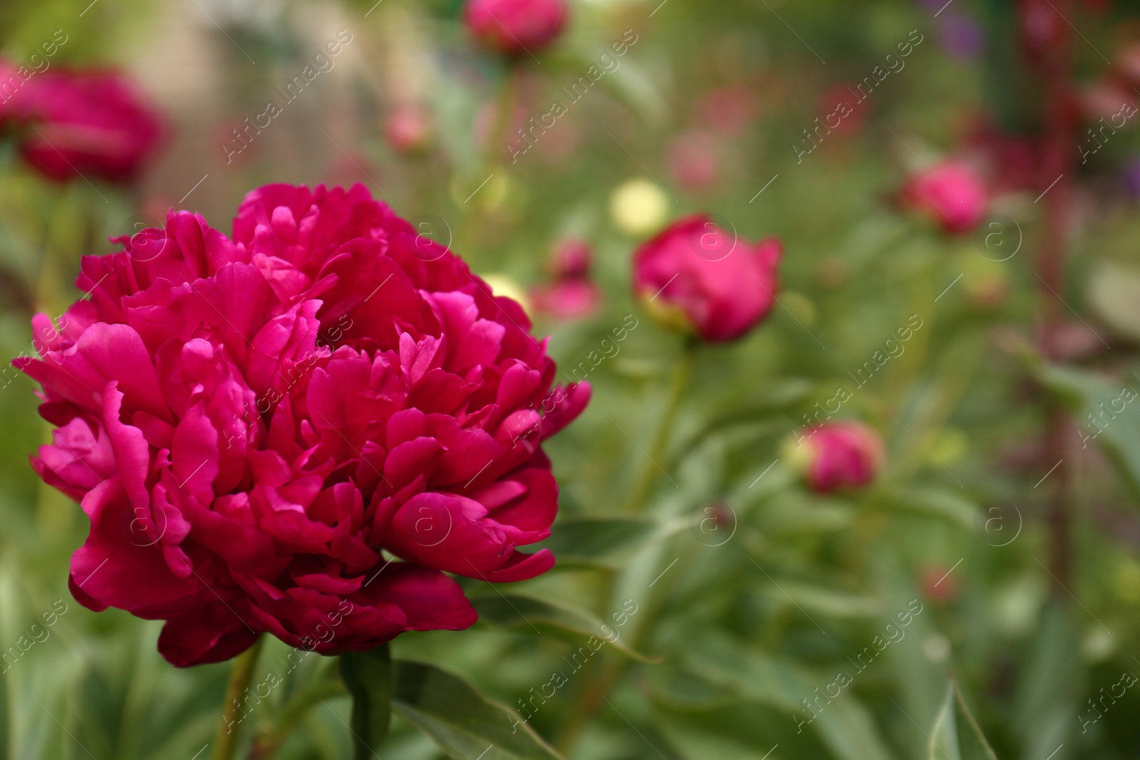 Photo of Beautiful blooming burgundy peony outdoors, closeup. Space for text