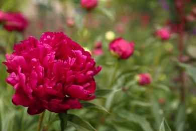 Photo of Beautiful blooming burgundy peony outdoors, closeup. Space for text