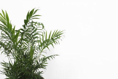 Photo of Beautiful chamaedorea palm near white wall, closeup and space for text. Exotic houseplant
