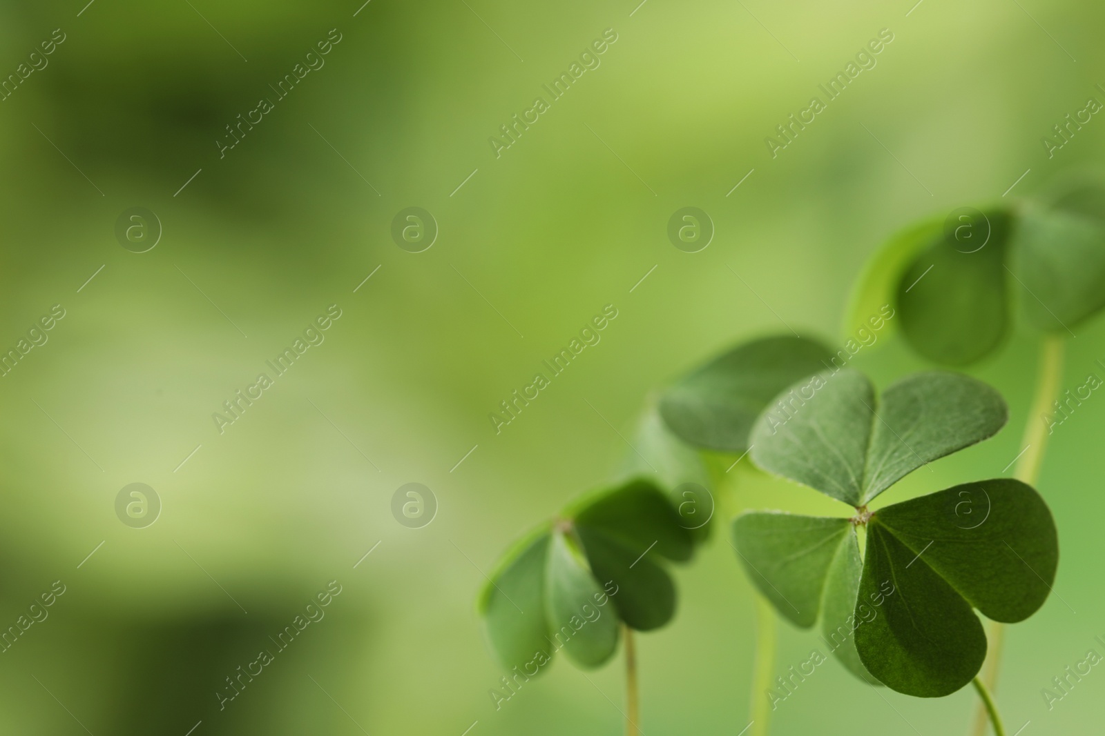 Photo of Clover leaves on blurred background, space for text. St. Patrick's Day symbol