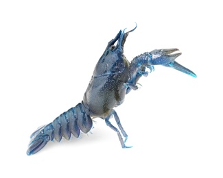 Blue crayfish isolated on white. Freshwater crustacean 