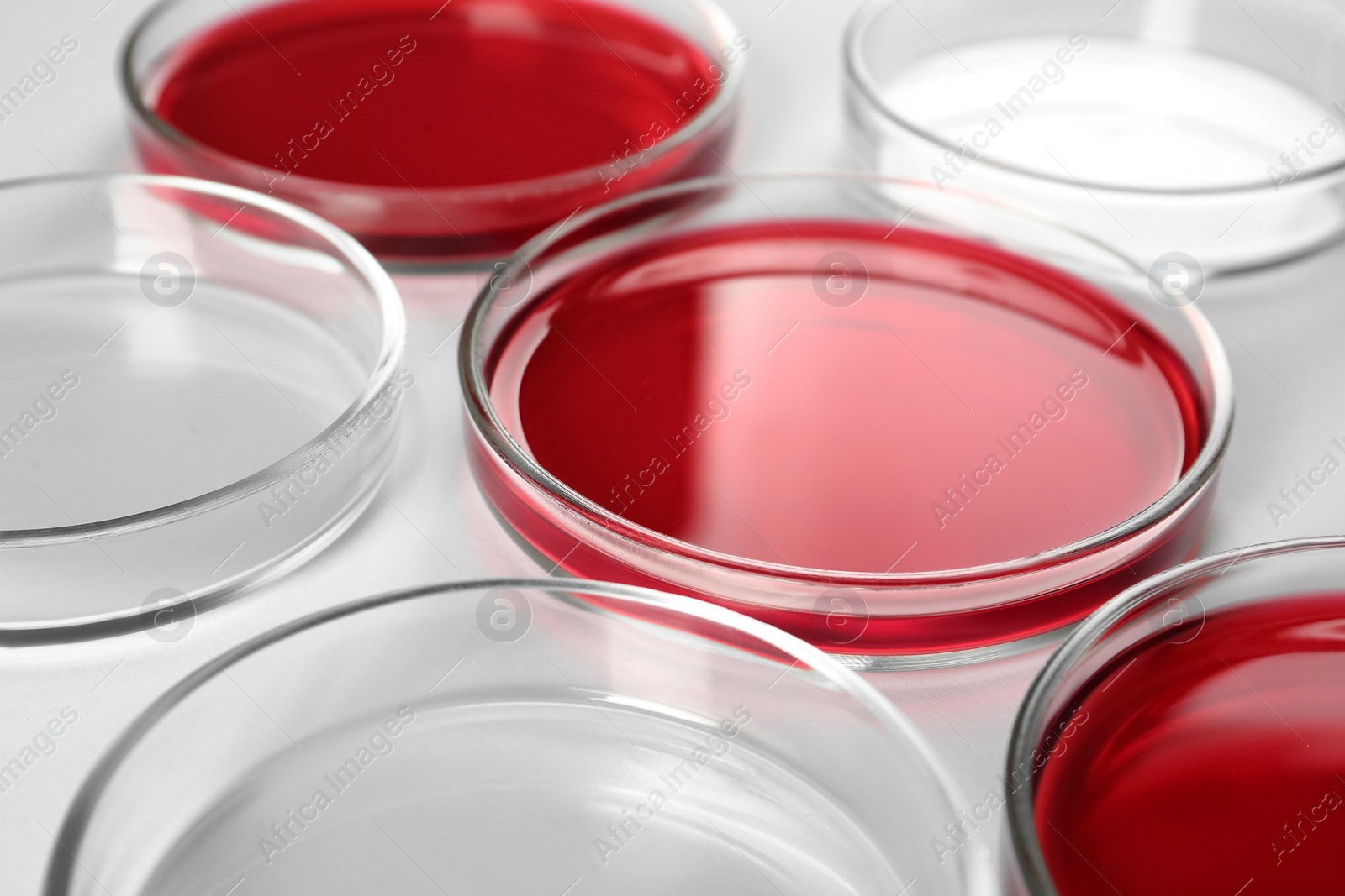 Photo of Petri dishes with red liquid near empty ones on white background, closeup