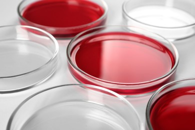 Petri dishes with red liquid near empty ones on white background, closeup