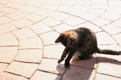 Photo of Lonely stray cat on pavement outdoors, space for text. Homeless pet