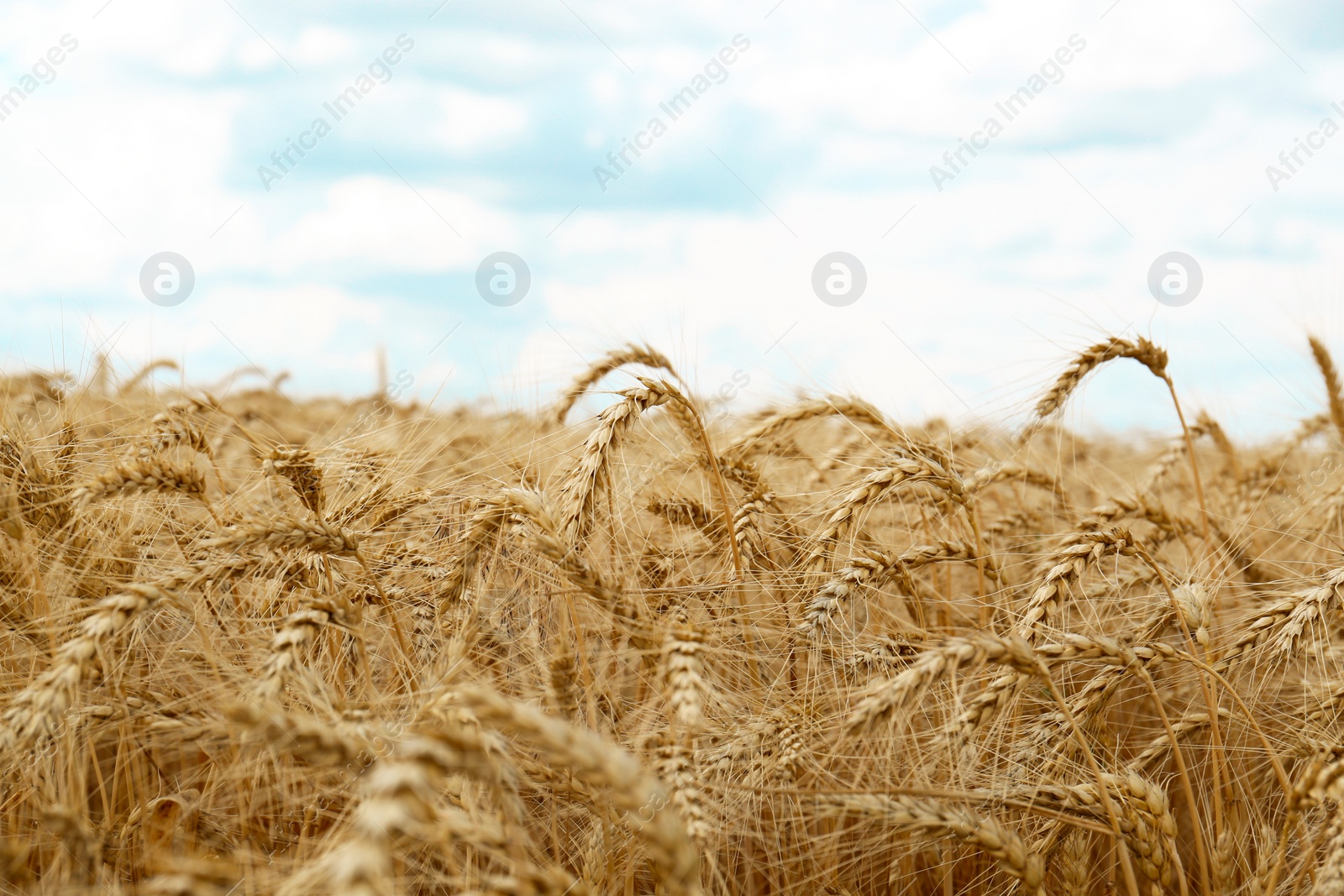 Photo of Ripe wheat spikes in agricultural field, closeup