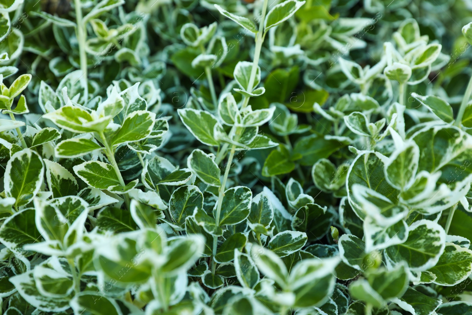 Photo of Beautiful winter creeper with bright leaves as background, closeup. Gardening concept