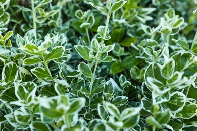 Photo of Beautiful winter creeper with bright leaves as background, closeup. Gardening concept