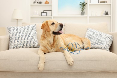 Photo of Naughty Labrador Retriever dog with damaged electrical wire on sofa at home