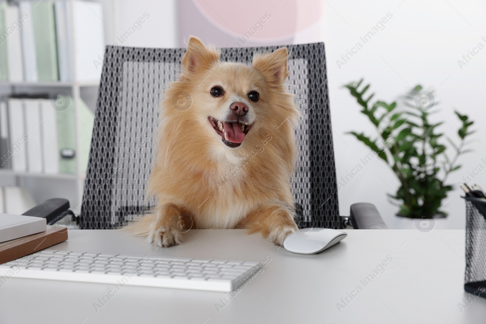 Photo of Cute Pomeranian spitz dog at table in office