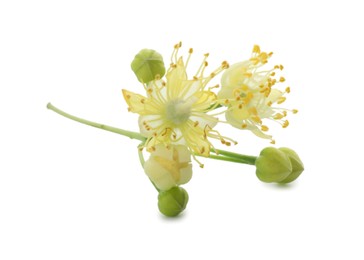 Photo of Beautiful linden tree blossom isolated on white