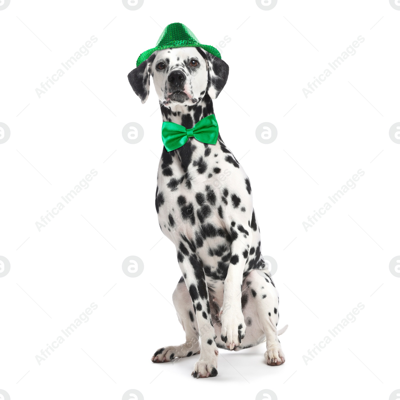 Image of St. Patrick's day celebration. Cute Dalmatian dog with green hat and bow tie isolated on white