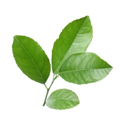 Photo of Fresh twig with green citrus leaves on white background