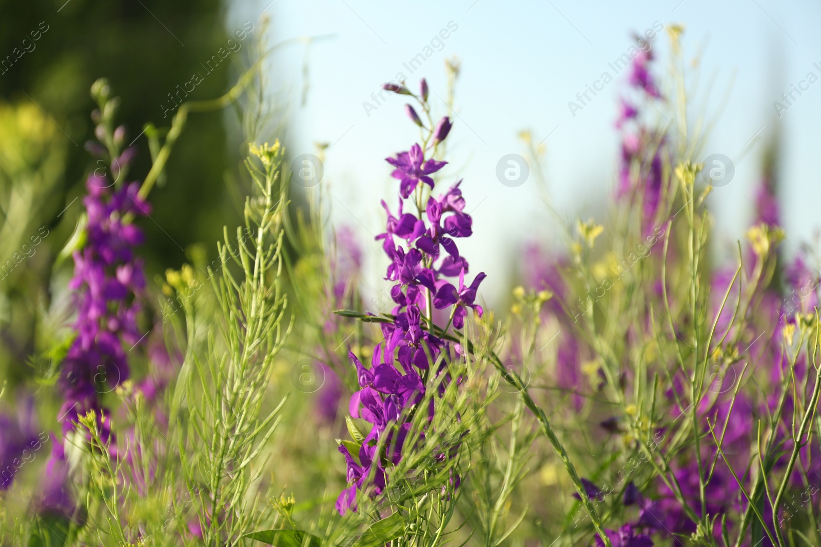 Photo of Beautiful wild flowers outdoors on sunny day. Amazing nature in summer