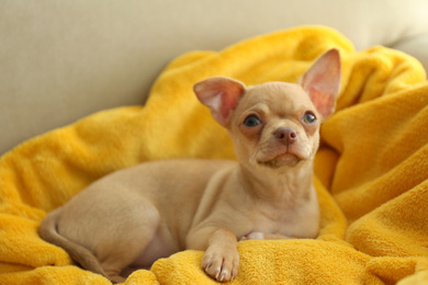 Photo of Cute Chihuahua puppy on yellow blanket. Baby animal