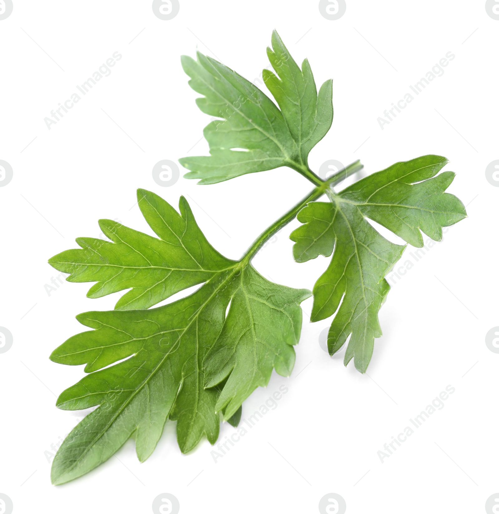 Photo of Fresh green organic parsley isolated on white