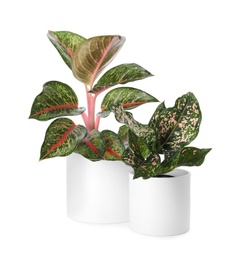 Beautiful Aglaonema plants in flowerpots isolated on white. House decor