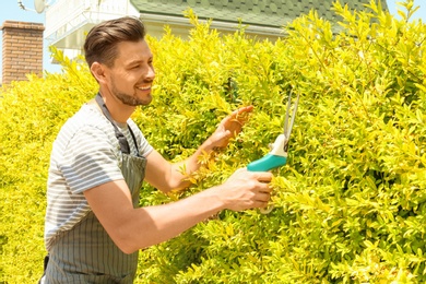 Man trimming bushes in garden on sunny day