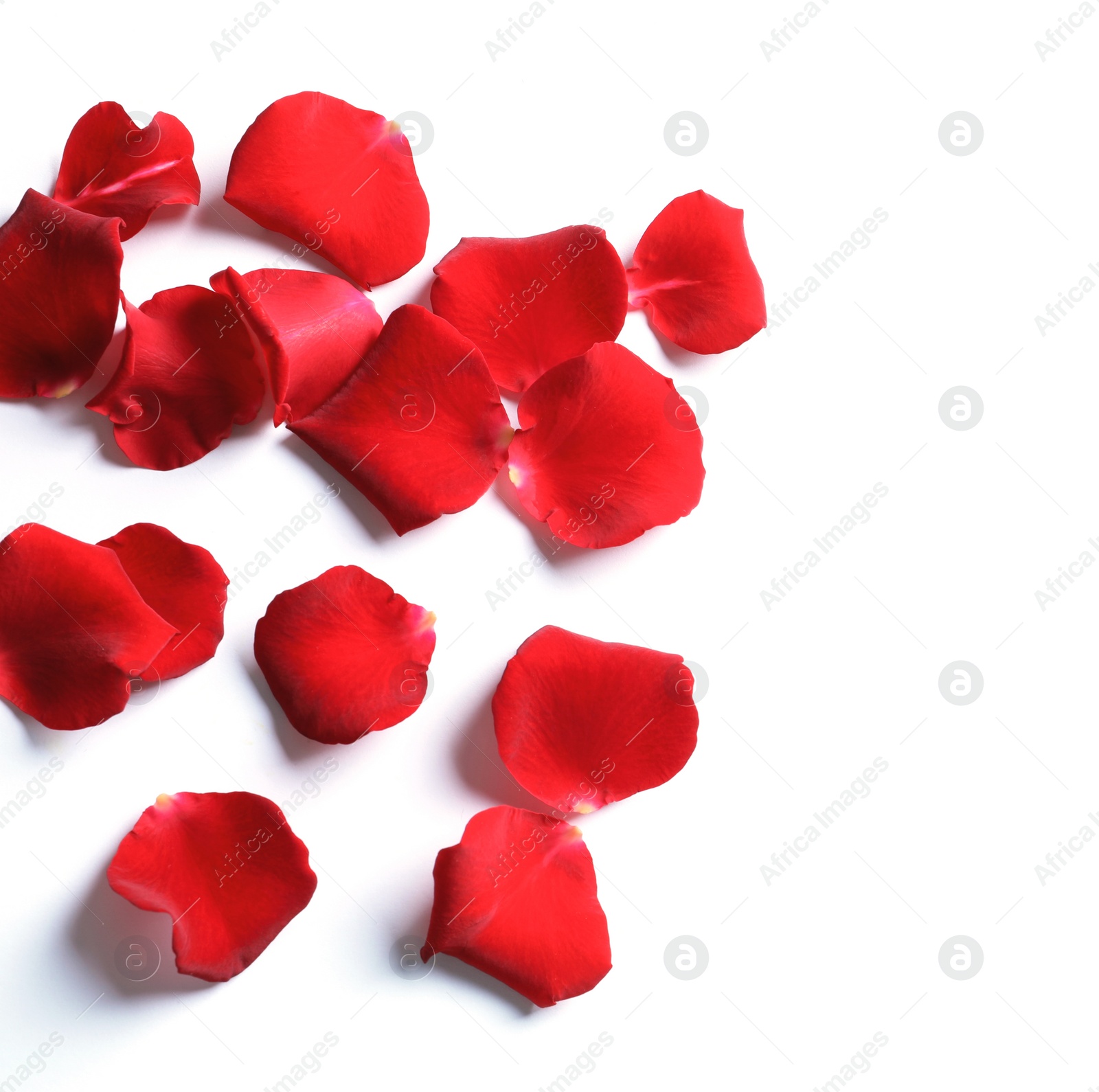 Photo of Red rose petals on white background, top view