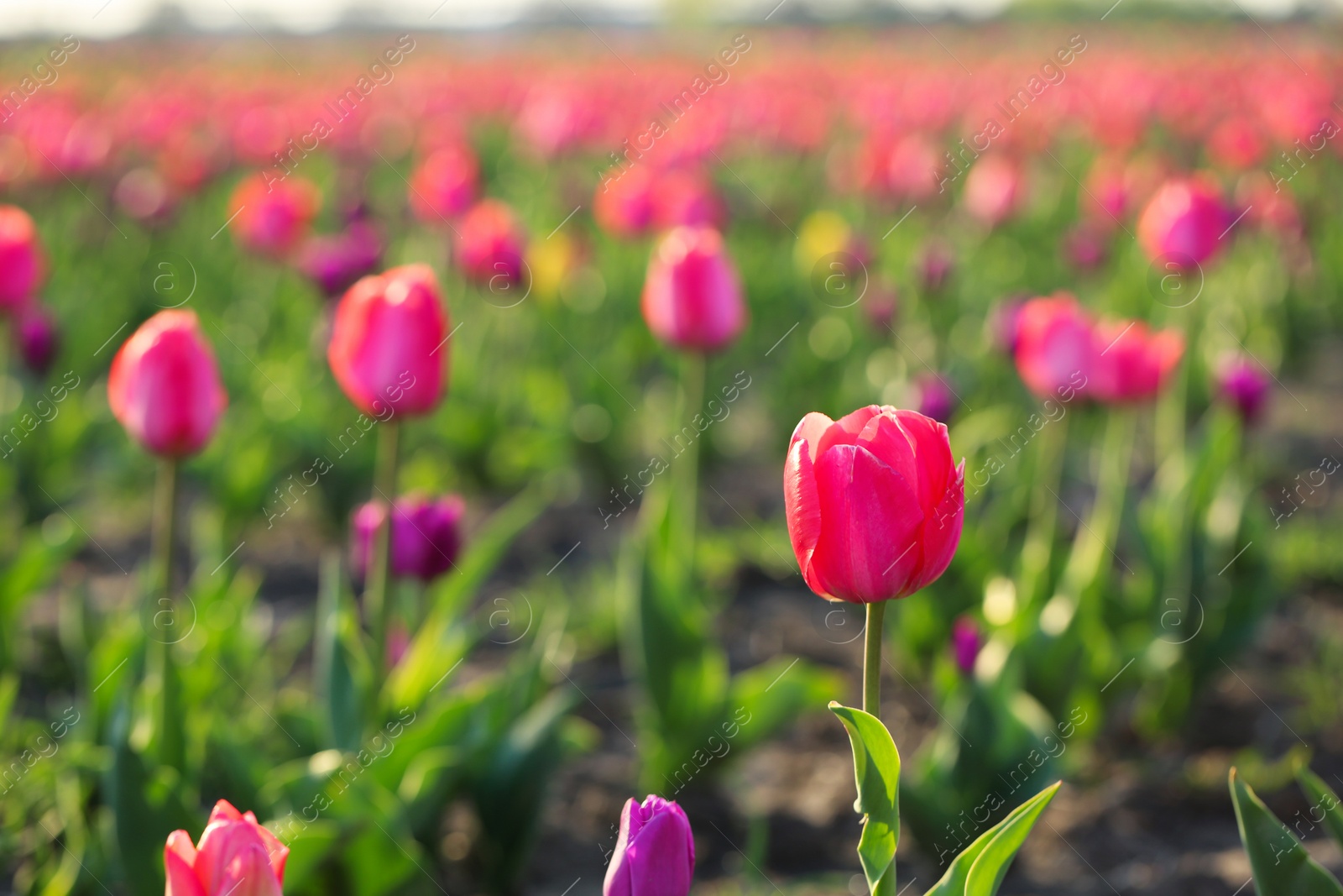 Photo of Closeup view of fresh beautiful tulips on field, space for text. Blooming spring flowers