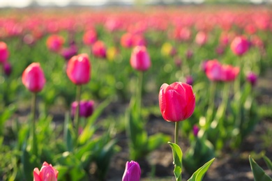 Closeup view of fresh beautiful tulips on field, space for text. Blooming spring flowers