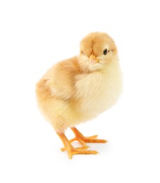 Photo of One cute chick isolated on white. Baby animal