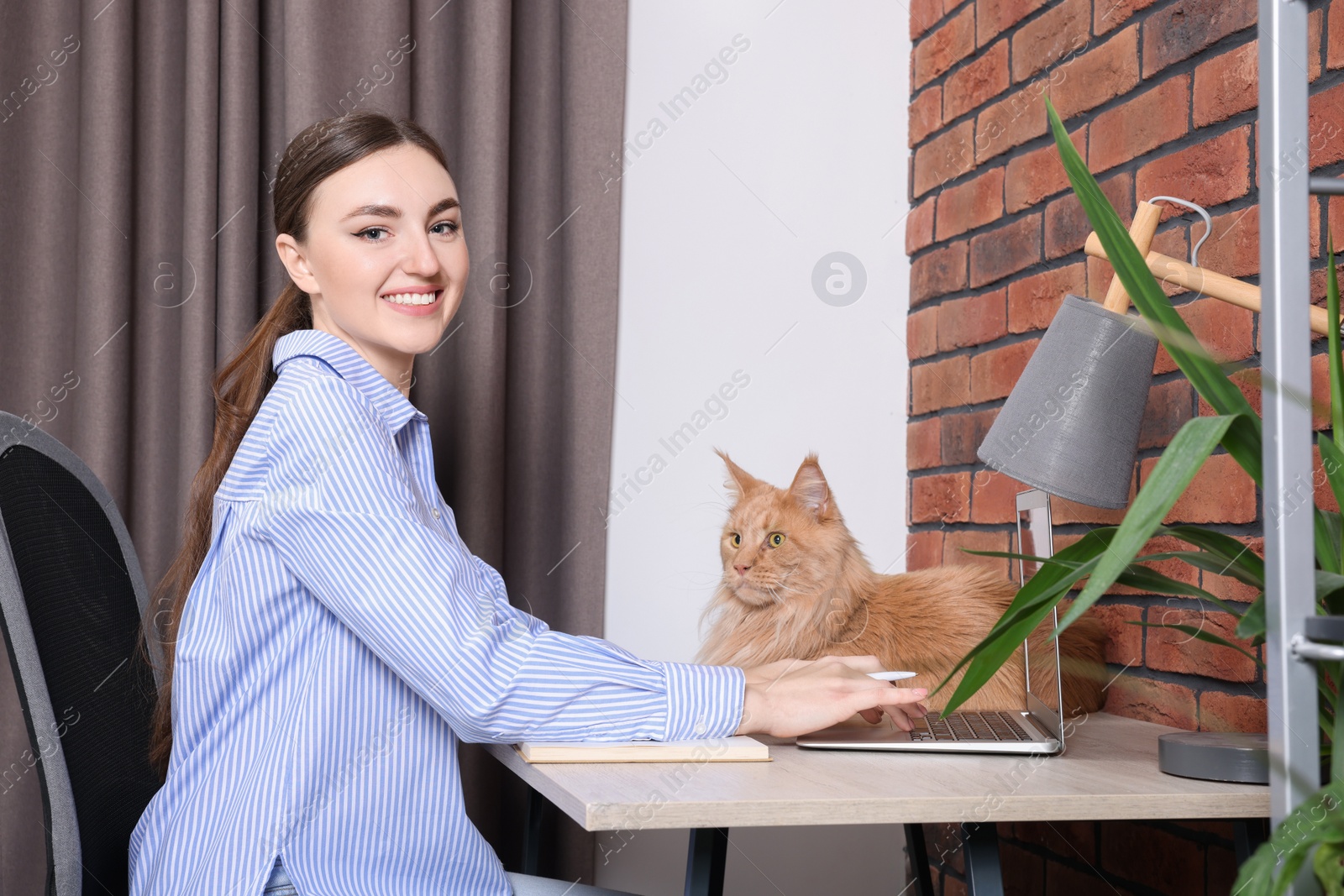 Photo of Woman with beautiful cat working at desk. Home office