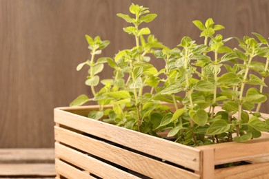 Aromatic oregano growing in crate on wooden table