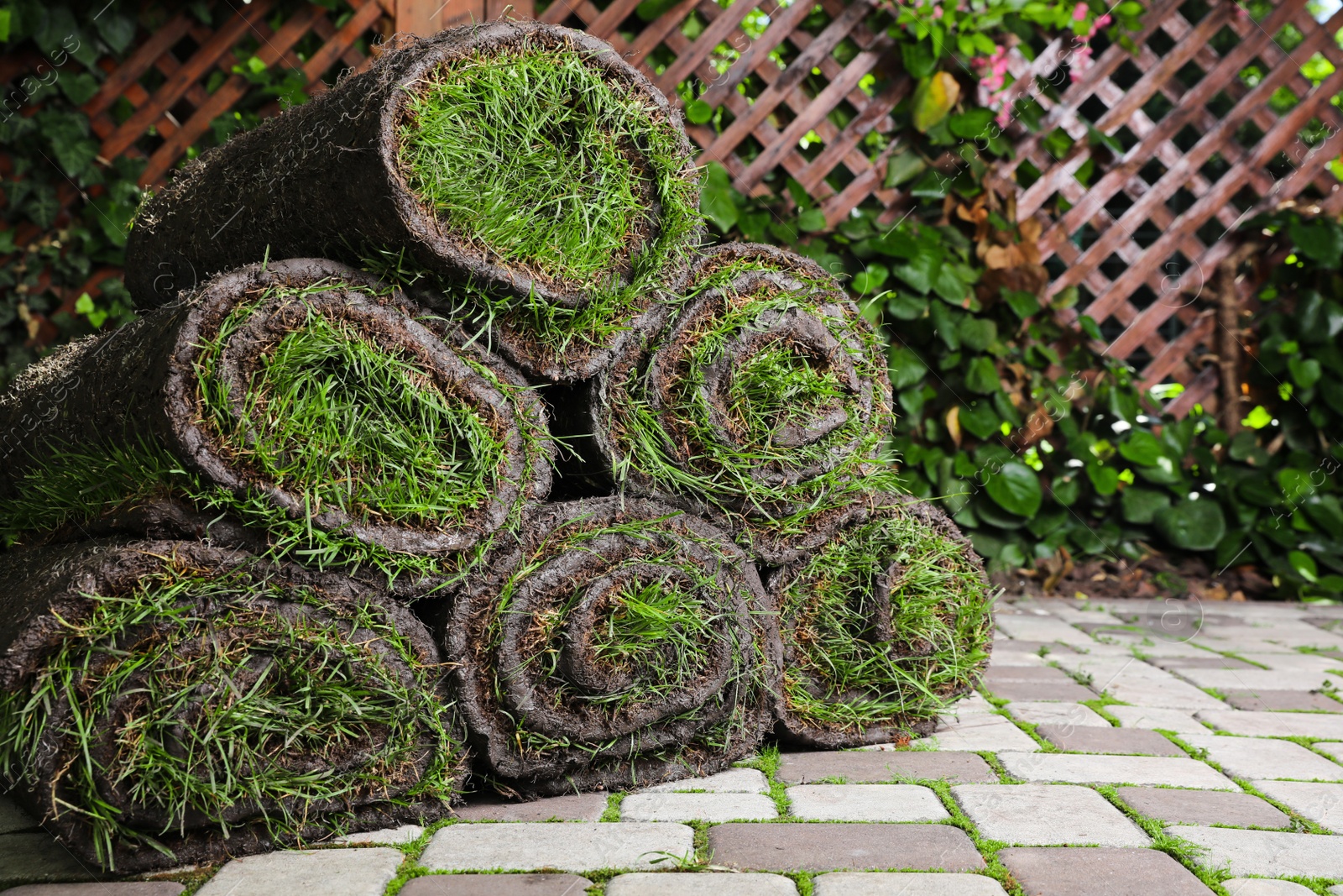 Photo of Rolls of sod with grass on backyard