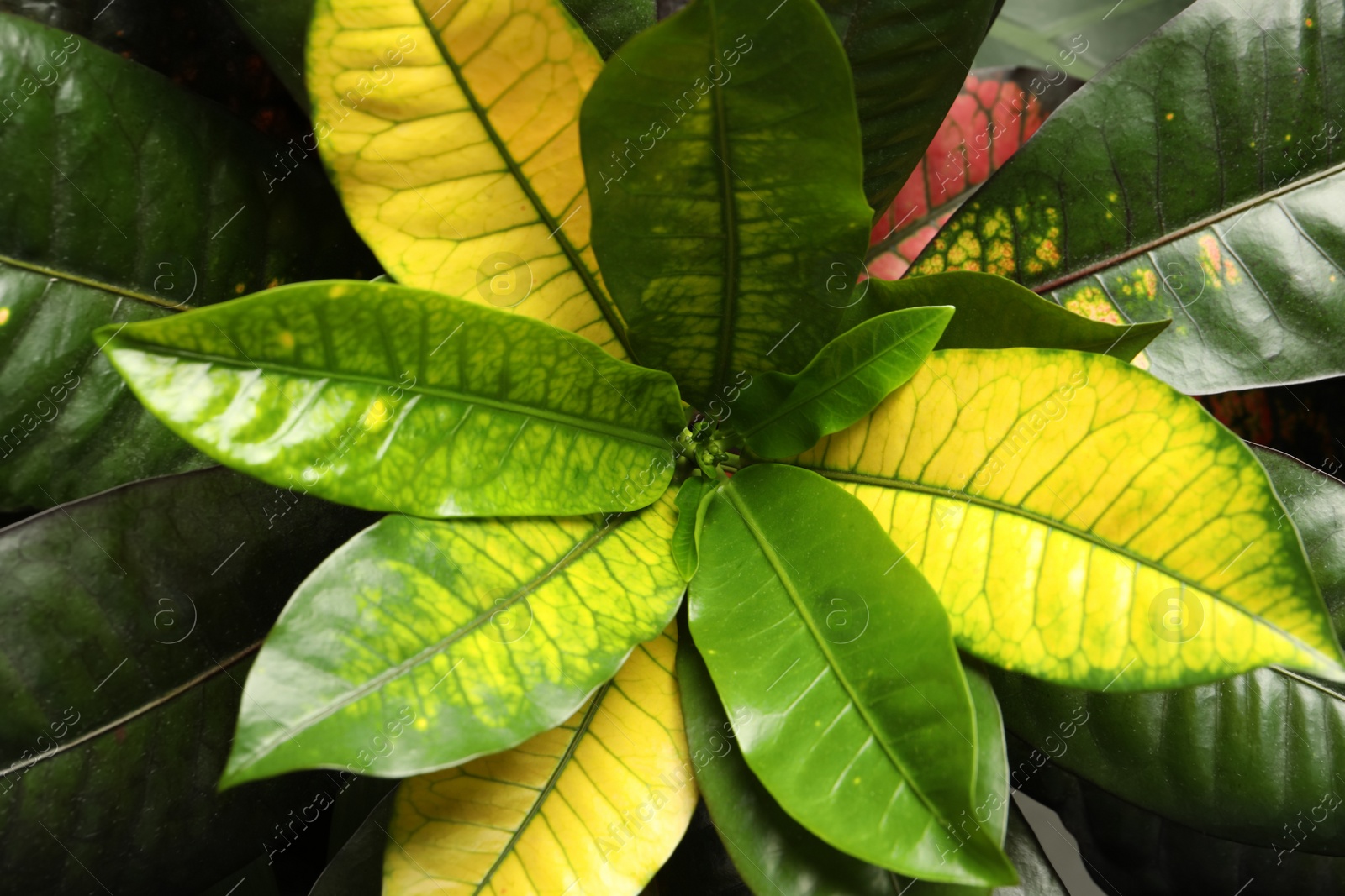 Photo of Codiaeum with lush leaves, closeup. Tropical plant