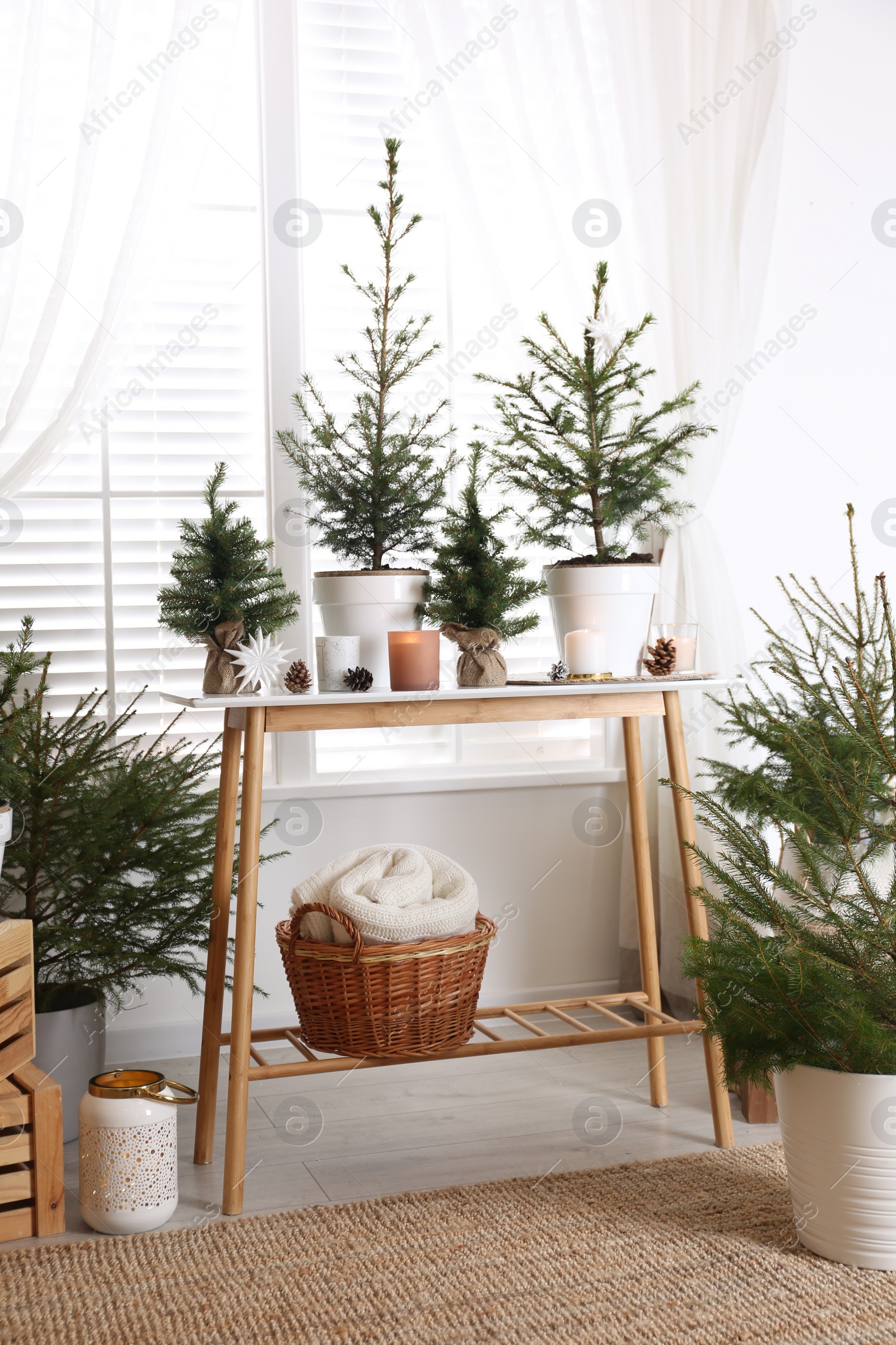 Photo of Potted fir trees and Christmas decorations on table near window in room. Stylish interior design