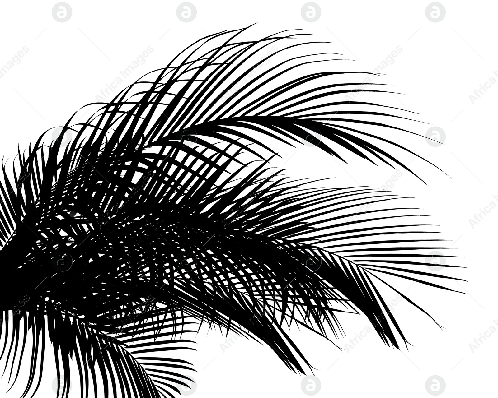 Image of Silhouette of beautiful palm leaves on white background