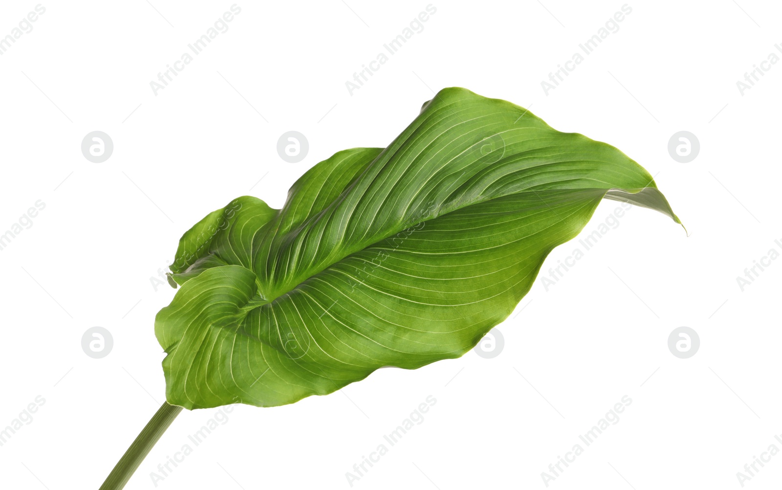 Photo of Beautiful green calla lily leaf on white background