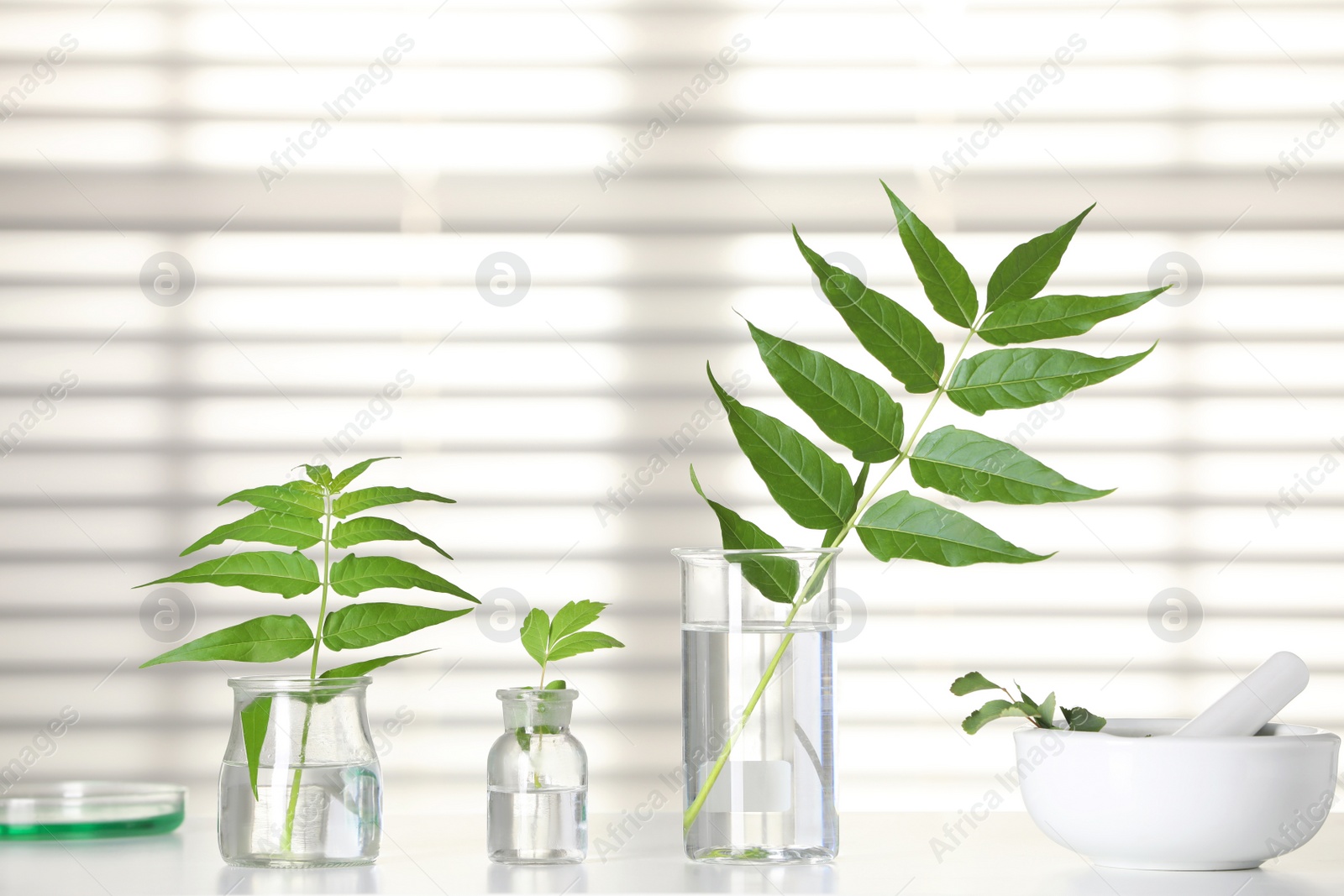 Photo of Laboratory glassware with plants on white table