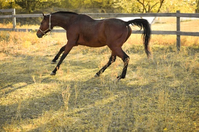 Photo of Chestnut horse outdoors on sunny day. Beautiful pet